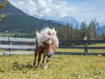 Bild 160 aus  Kinderbauernhof Albeineler Pitztal Tirol