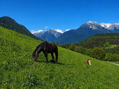 Bild 15 aus  Landhaus Eiter