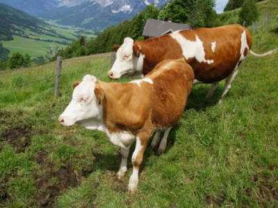 Bild 40 aus  Arnoldhof