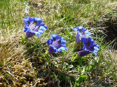 Bild 34 aus  Laxhube