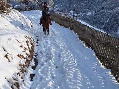 Bild 8 aus  Reiterhof Romanasa