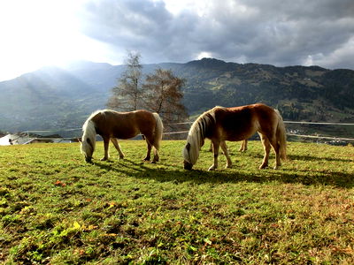 Bild 22 aus Berghof Thöni - Berührt von der Kraft der Berge