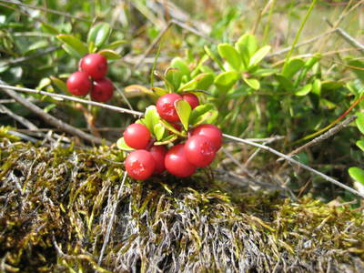 Bild 41 aus  Kinderbauernhof Ierzerhof Pitztal 