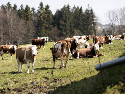 Bild 28 aus  Schönbergbauer