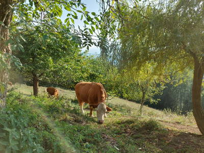 Bild 84 aus  Kreinzhuabn