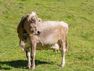 Bild 173 aus  Hagerhof