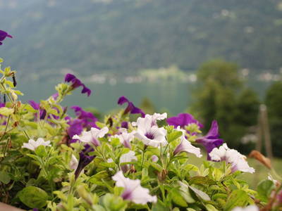 Bild 17 aus  Haus Ase