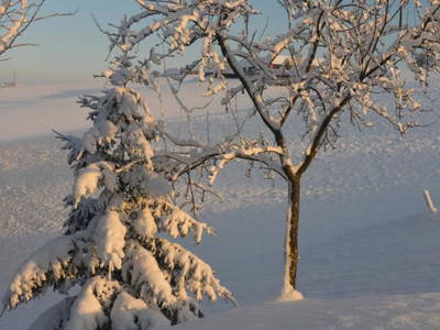 Bild 25 aus  Bio-Bauernhof Haunschmid