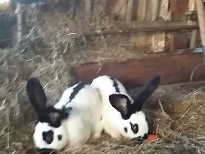 Bild 97 aus  Alpenhof Grafleiten