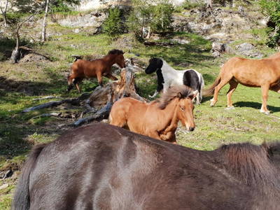 Bild 67 aus  Pöllitzgut