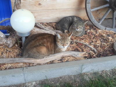 Bild 72 aus  Bauernhaus Gschwandner