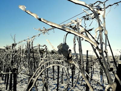 Bild 77 aus  Ferienhaus Weinviertel