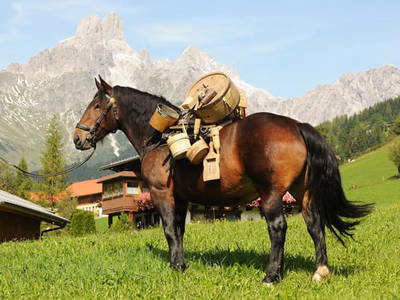 Bild 31 aus  Feriengut Hasenau