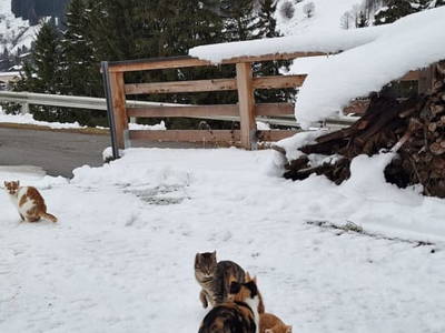 Bild 35 aus  Schaidreithof