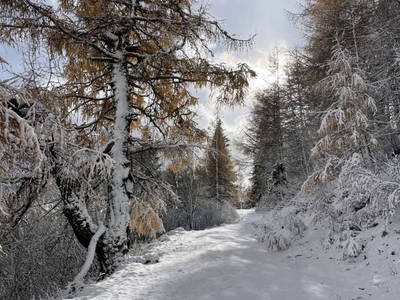 Bild 12 aus  Storchihütte