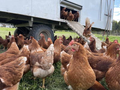 Bild 27 aus  Pechhof