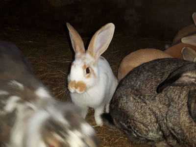 Bild 26 aus  Der Perweinhof