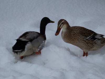 Bild 35 aus  Hoanz´nhof