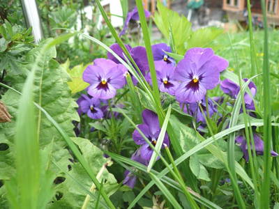 Bild 50 aus  Hacklbauer