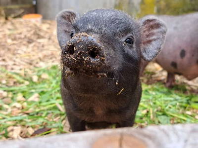 Bild 56 aus  Bergbauernhof Stauder, vlg. Oberrauter