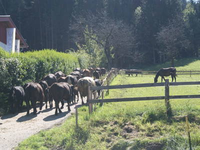 Bild 31 aus  Petritsch-Hof