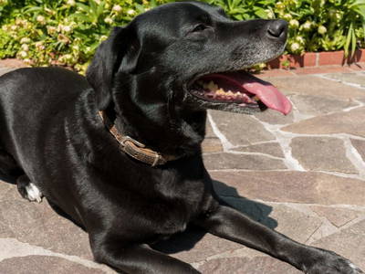 Bild 199 aus  Vitalhof Roithinger