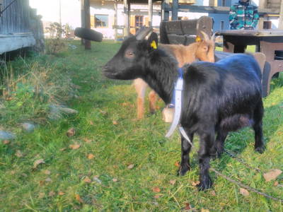 Bild 69 aus  Obersinnlehenhof