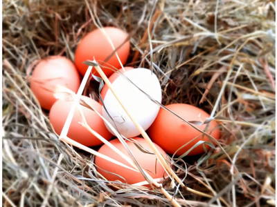 Bild 111 aus  Ferienwohnungen Lichtenegger 