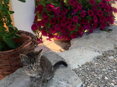 Bild 23 aus  Ferienwohnungen Seehof am Waginger See