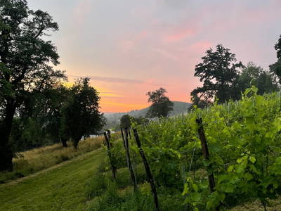 Bild 80 aus  Trattnachtaler Weinhaus