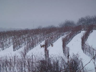Bild 33 aus Wein u. Wohnen