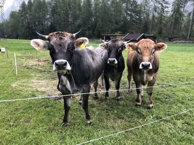 Bild 17 aus  Michelas Hof