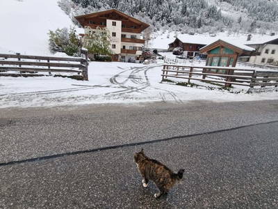 Bild 144 aus  Alfaierhof & Bergheimat
