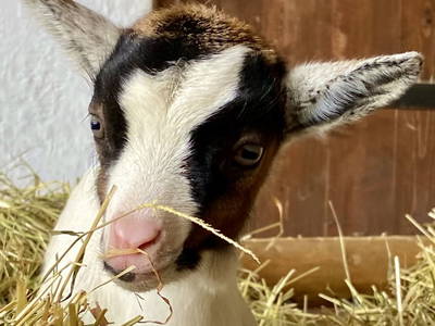 Bild 94 aus  Ederbauer