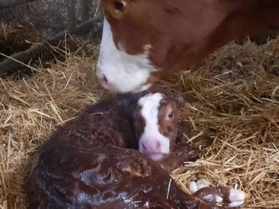 Bild 48 aus  Almchalet Nikola