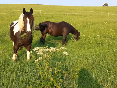 Bild 172 aus  Roiderhof am Irrsee