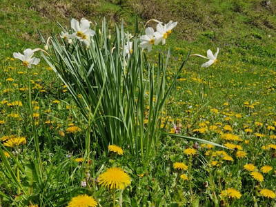 Bild 187 aus  Ferienhof Rabenreith