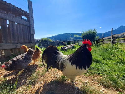 Bild 30 aus  Ferienhof Ransburggut