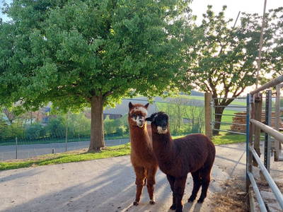 Bild 54 aus Ferienhof Turmkeller