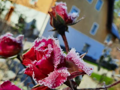 Bild 60 aus  Spitzenhof