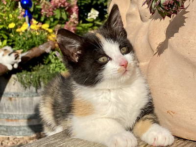 Bild 20 aus  Ederbauer