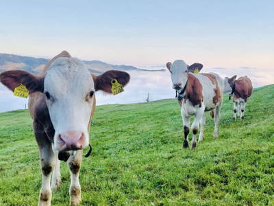 Bild 145 aus  Erbhof Hinting + Appartementhaus Hinting