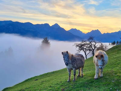 Bild 2 aus  Panoramahof am Goldberg