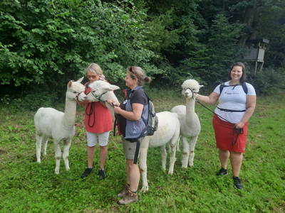 Bild 2 aus  Sweet Home Alpacas