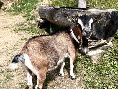 Bild 21 aus  Götzfried Almhütte