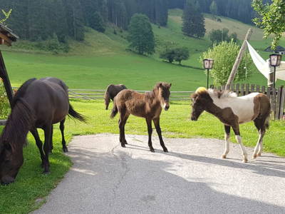 Bild 227 aus  Der Perweinhof