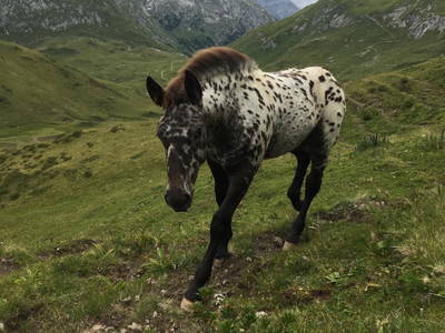 Bild 40 aus  Margreitterhof