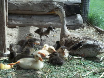 Bild 40 aus  Hoanz´nhof