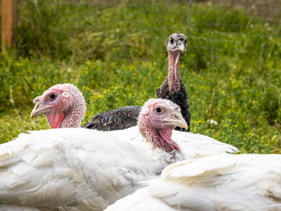 Bild 55 aus  Schobergut