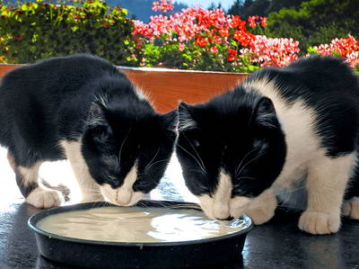 Bild 25 aus  Steinerhof